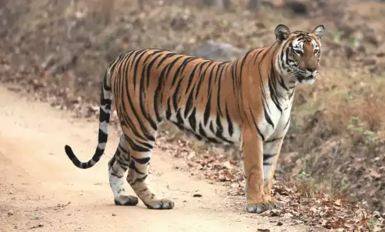 Banner image of Dudhwa: A Wild Wonderland