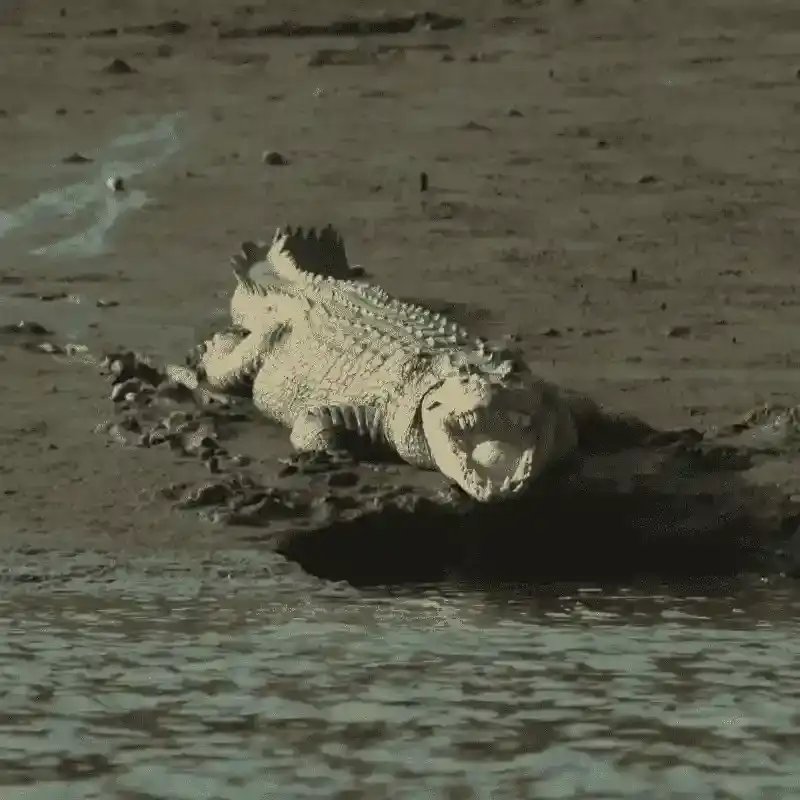 Saltwater Crocodile
