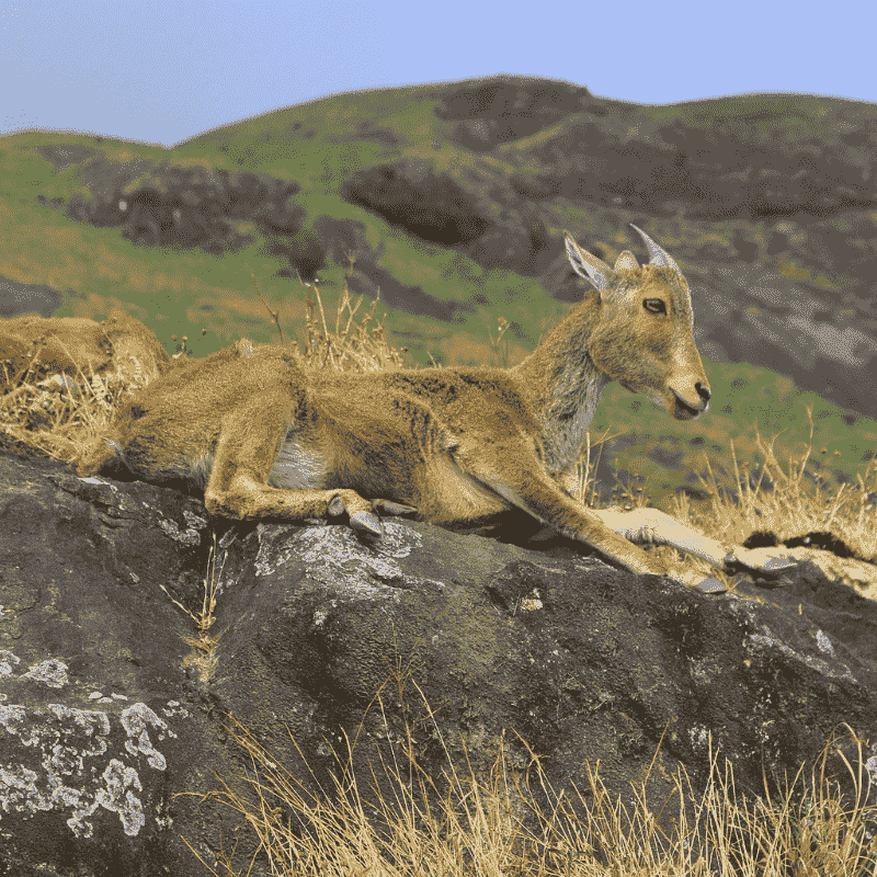 Nilgiri Tahr At Eravikulam National Park