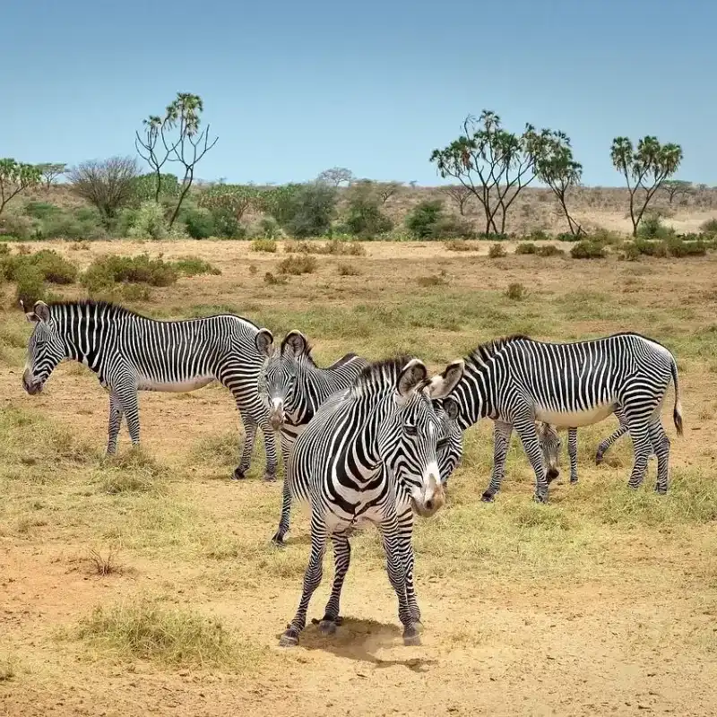 Gravy's Zebra