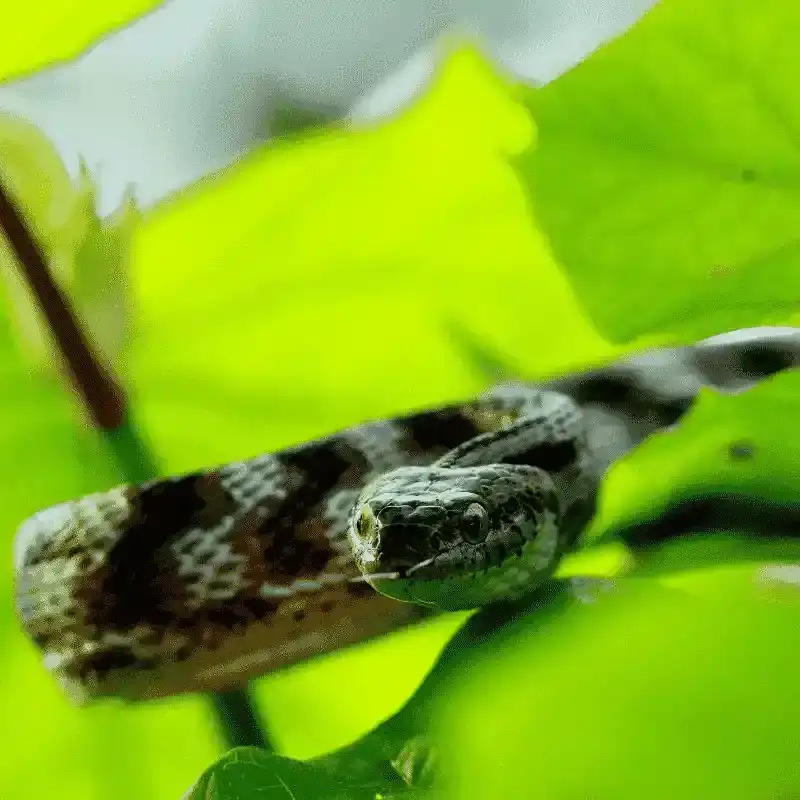Snake On Green Leaves at Kanha National Park