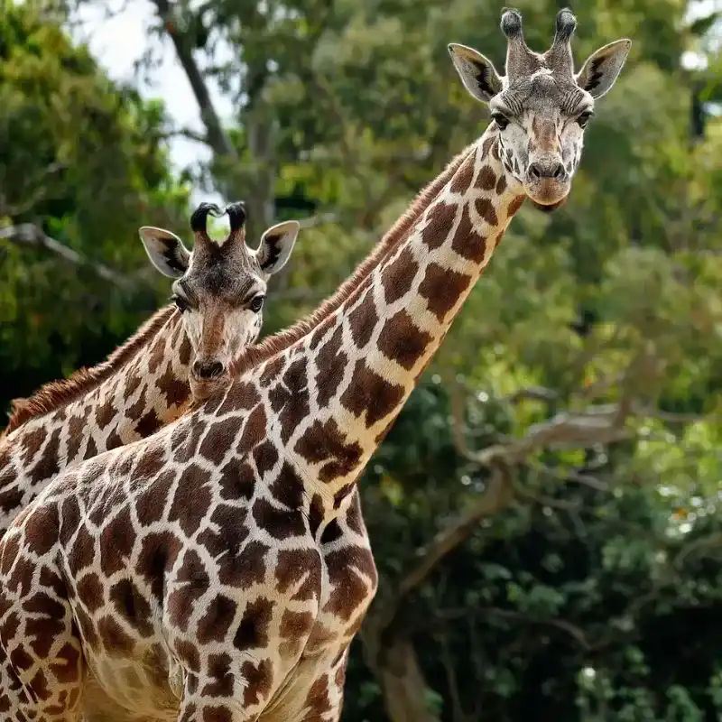 African Giraffe