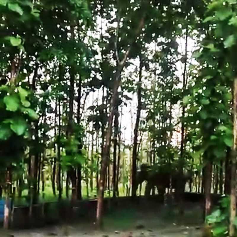 Wild Elephant Outside The Campus