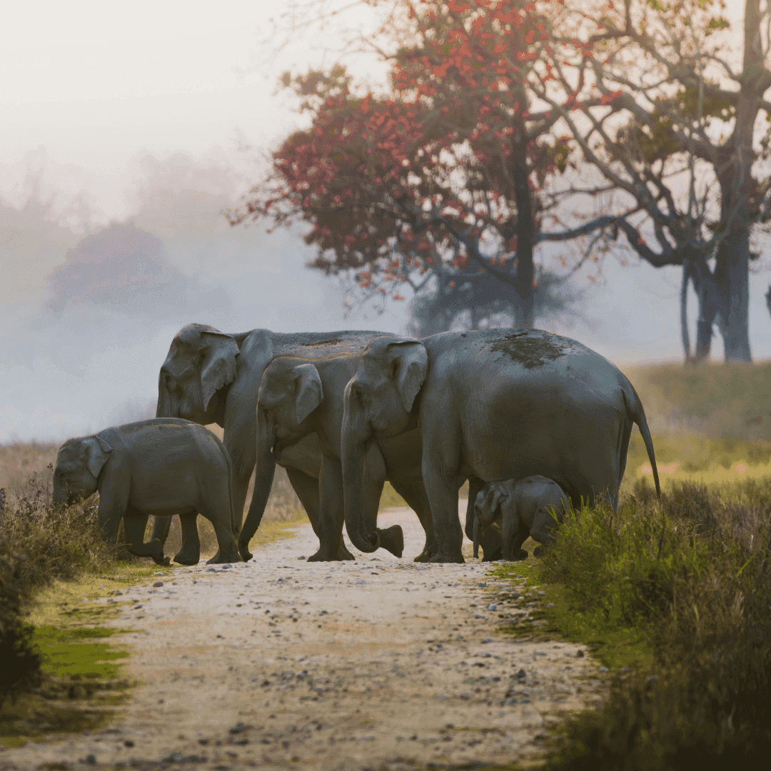 Asiatic Elephants at Raimatang