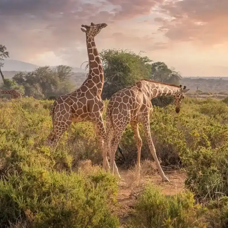 Reticulated Giraffe