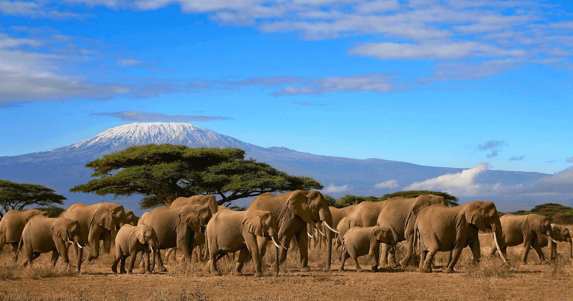 African elephants with Kilimanjaro in the background