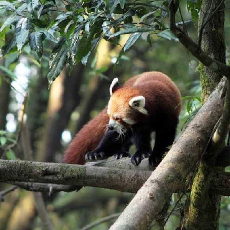 Himalayan Red Panda