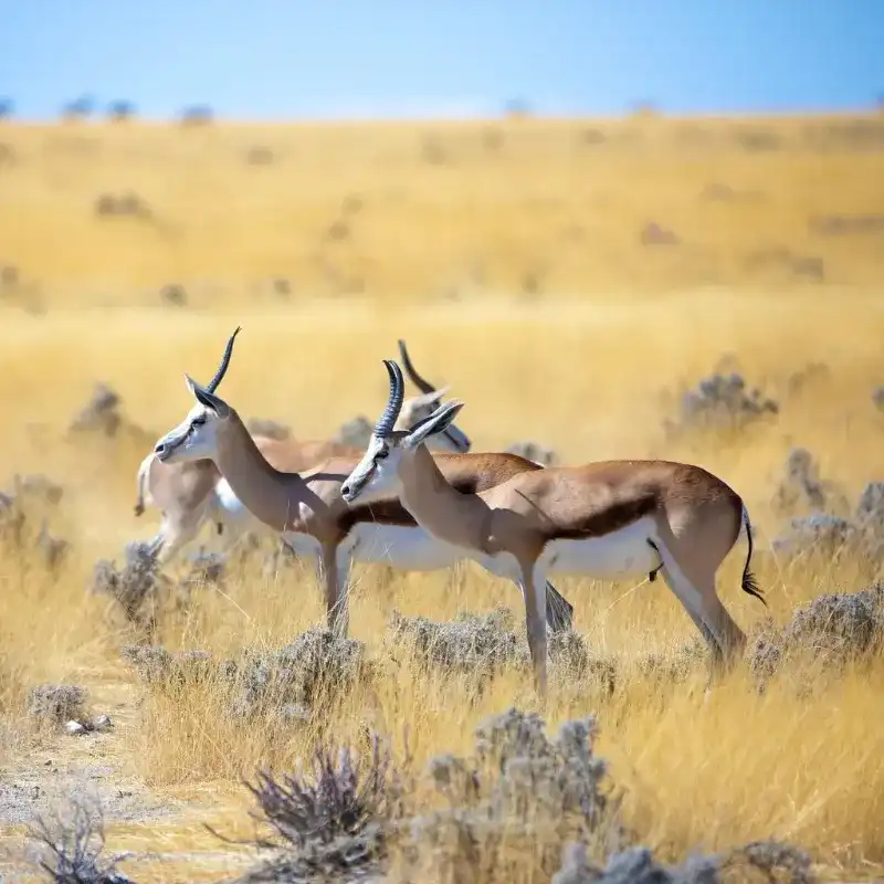 Springbok