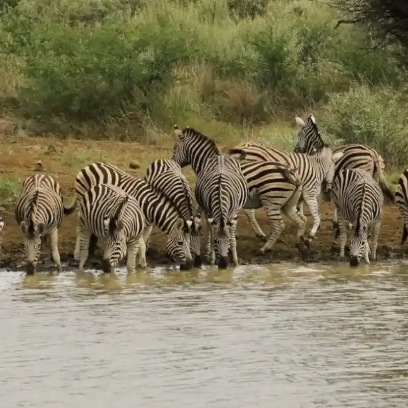 African Zebra