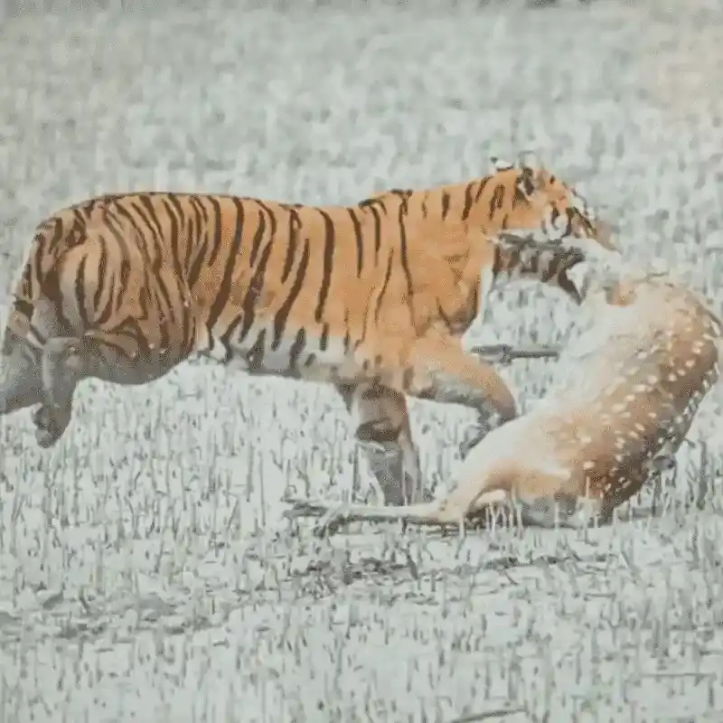 Tiger Hunting Deer