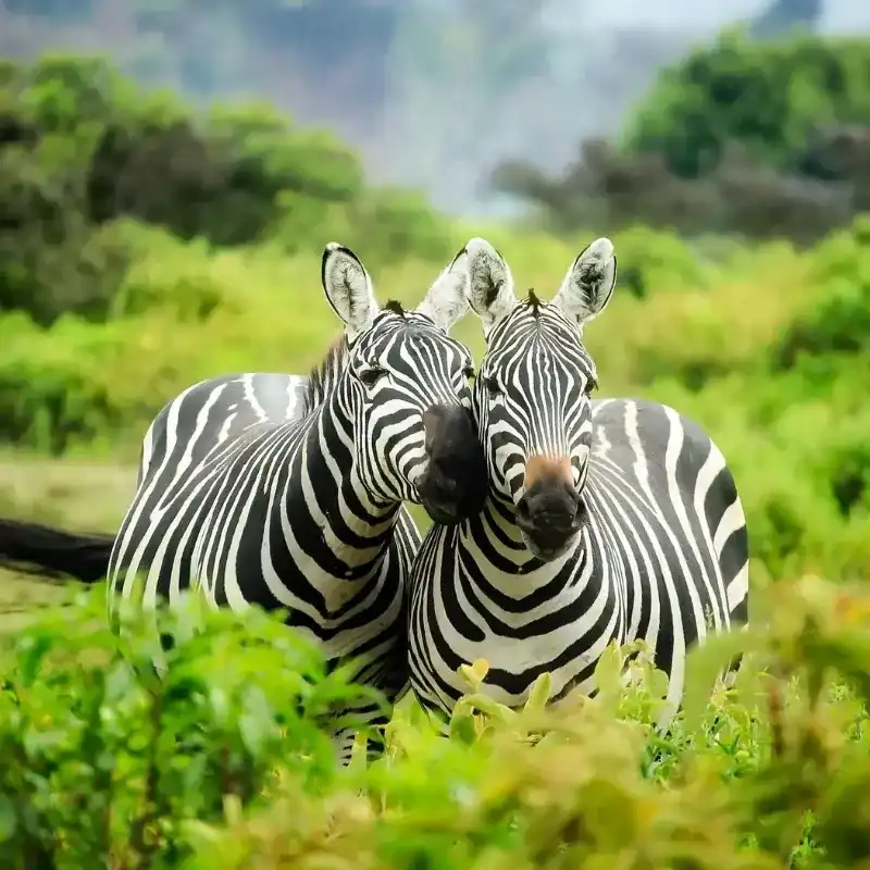 African Zebra