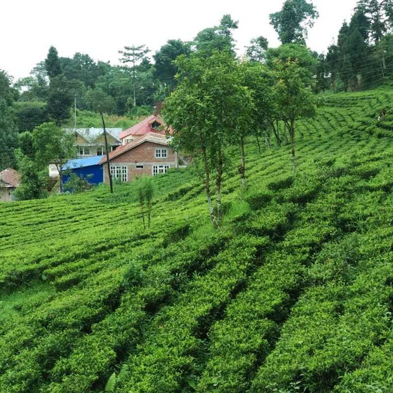 Welcome to Nepal Village Homestay