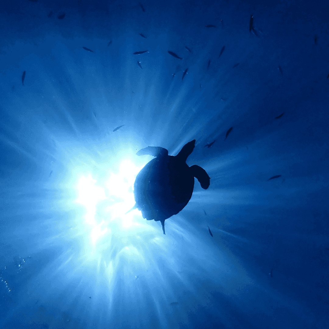 Underwater Excitement