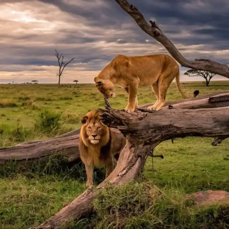 African Lion