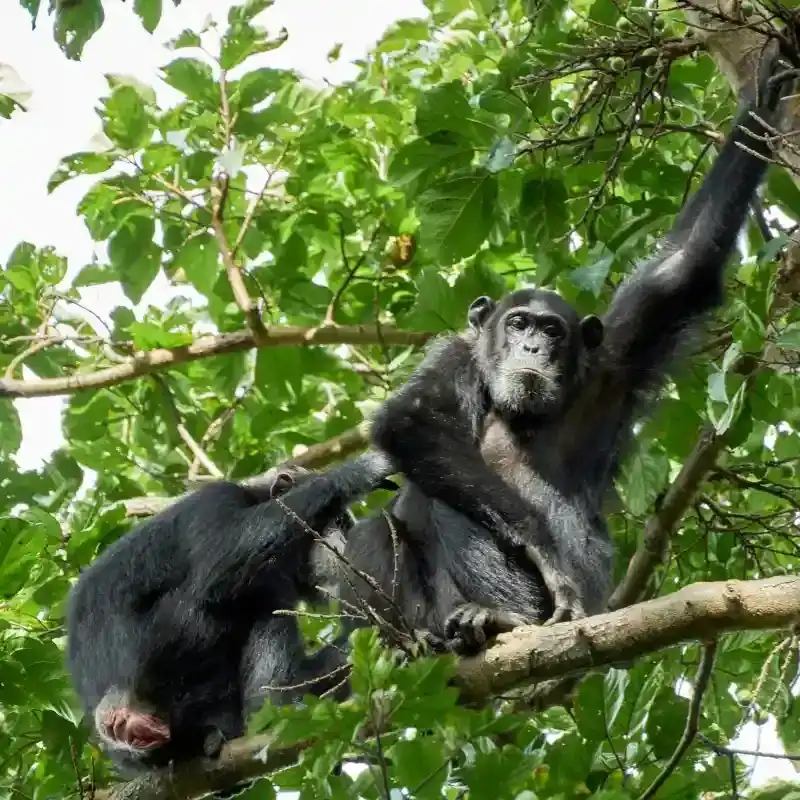 Chimpanzee