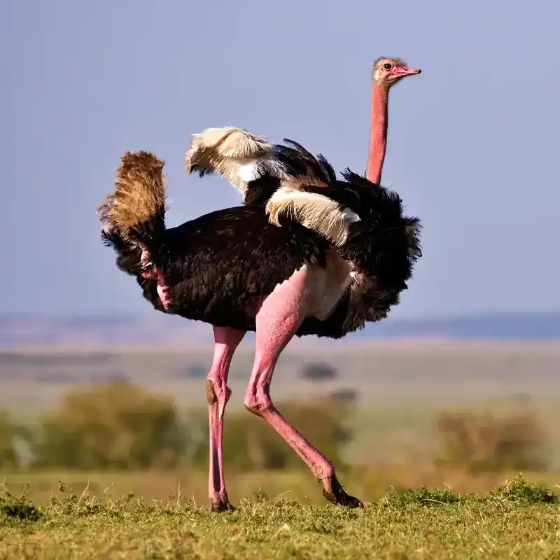 African Ostrich