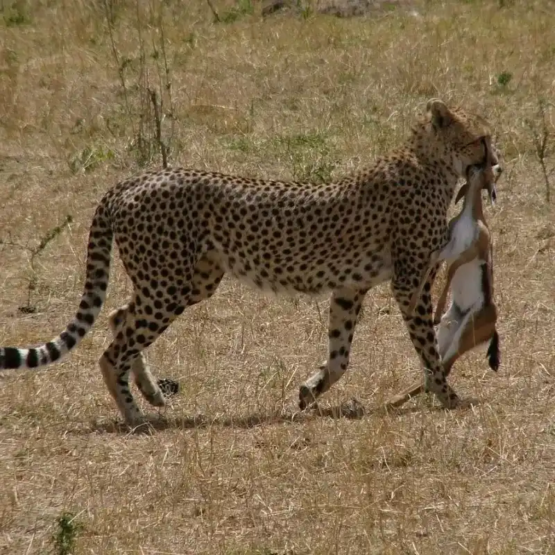 African Cheetah