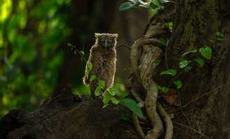 Banner image of Dudhwa: A Wild Wonderland