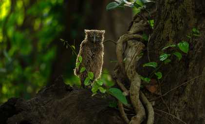 Card image for Dudhwa: A Wild Wonderland