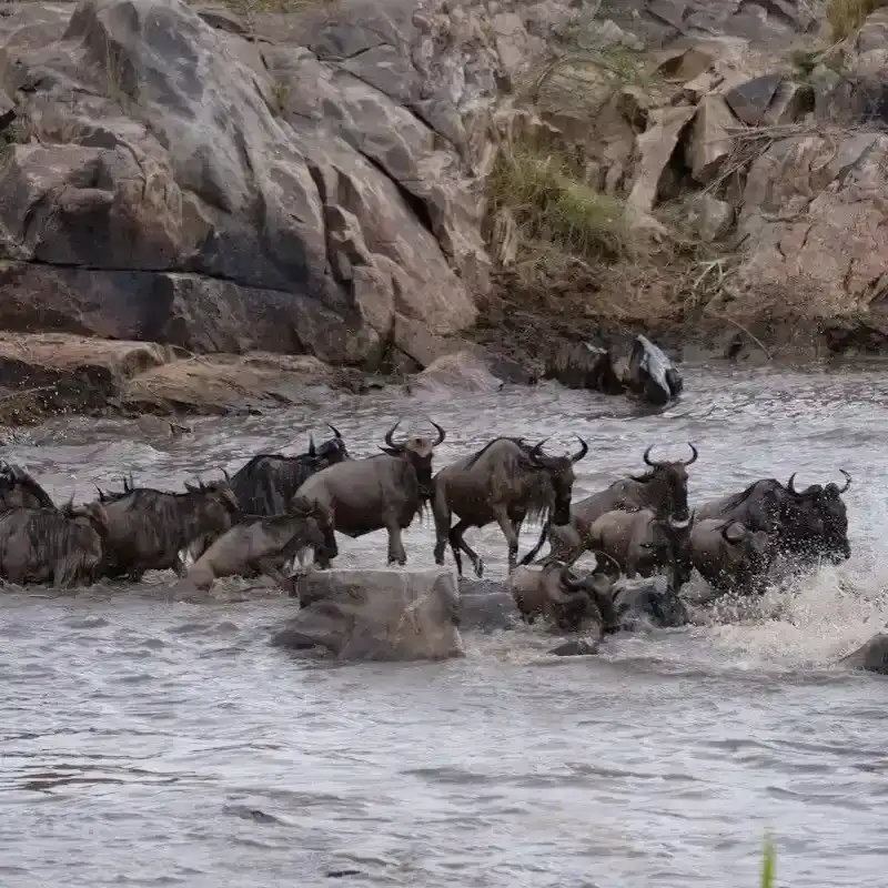 Wild Beast Migration